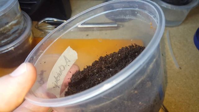 Storing Killifish Eggs for Aphyosemion and Fundulopanchax смотреть онлайн