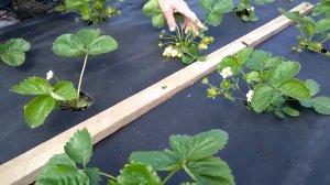 @Клубника Азия. Выращиваем клубнику. 1 год посадки