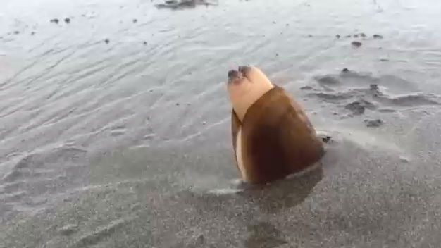 Огромный морской черенок закапывается в литораль, и это страшновато смотреть онлайн