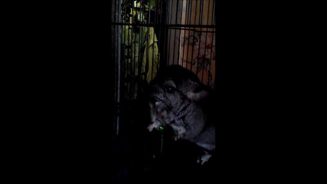 шиншилка смотреть онлайн