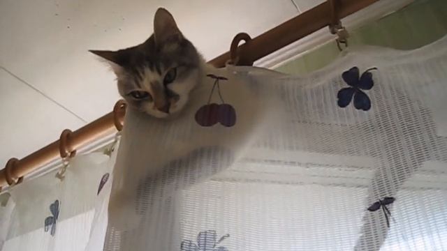 Мурка почти  не  видна .Кошки хулиганят  ЛУЧШИЕ ПРИКОЛЫ