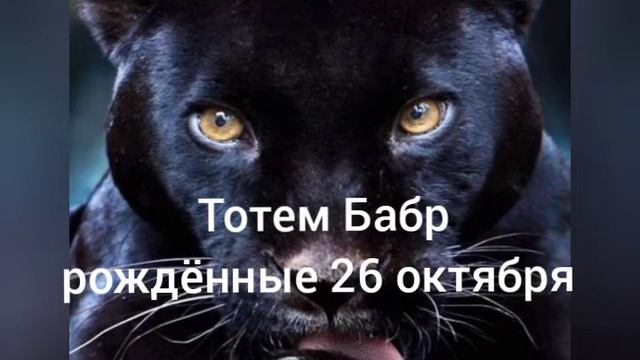 Тотем Бабр рождённые 26 октября смотреть онлайн