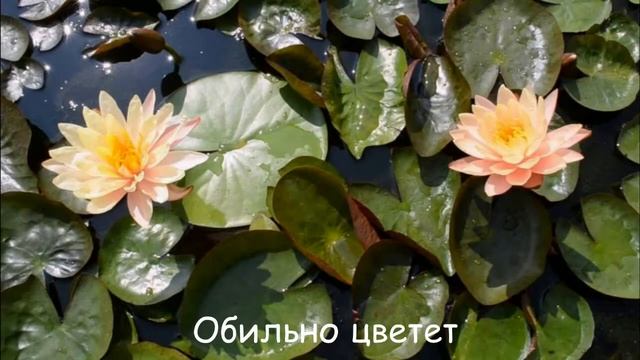 Персиковая Nymphaea Mangala Ubol Кувшинка Мангала Убол смотреть онлайн