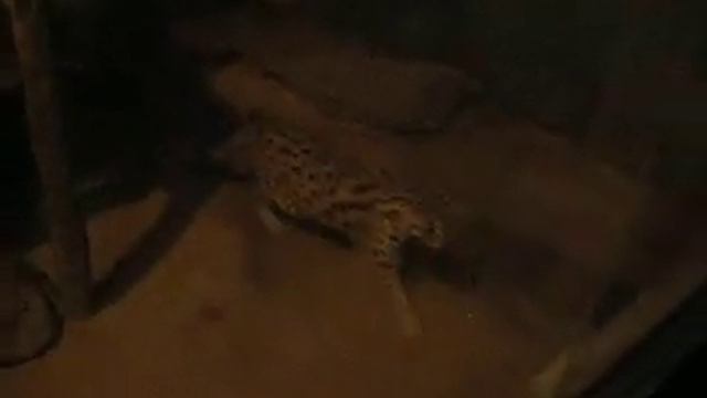 Dusit Zoo, леопардовая кошка