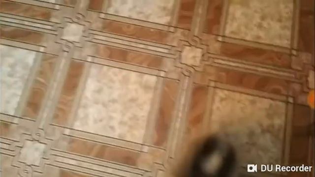Голодний шпиц смотреть онлайн
