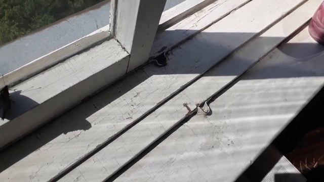 Бабочка бьётся в окно 2