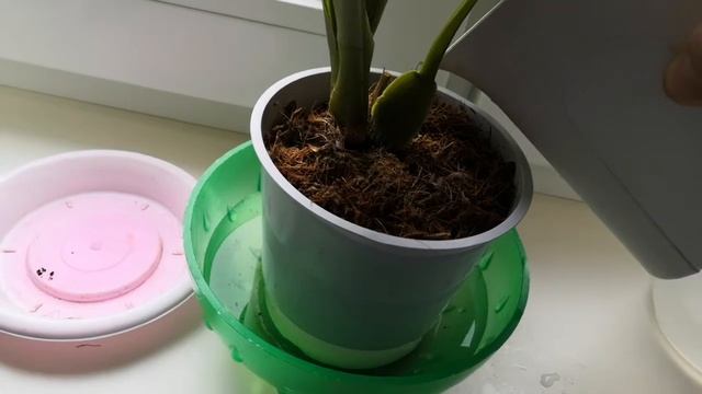 Попою"Цирконом" "Паучка"!?Дендробиум "Аполлон"цветёт и пахнет!?❤️ смотреть онлайн