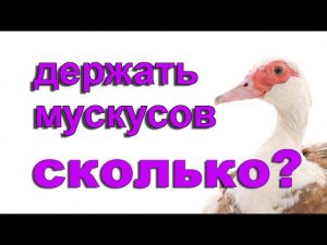 Как часто обновлять племя  мускусных уток? Ответы на Часто Задаваемые Вопросы