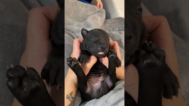 Предлагаются щенки Тайского Риджбека чёрного окраса от красивых и титулованных родителей.