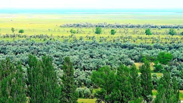 Остров Бирючий, флора и фауна смотреть онлайн
