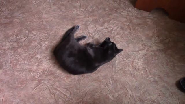 _Кот и маслины