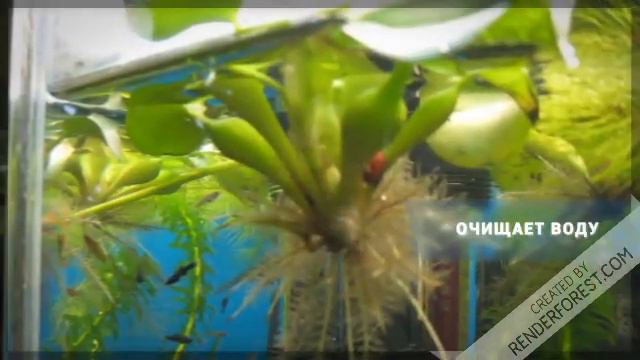 Водный гиацинт смотреть онлайн