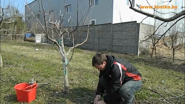 Формировка, обрезка многосортовой яблони. смотреть онлайн