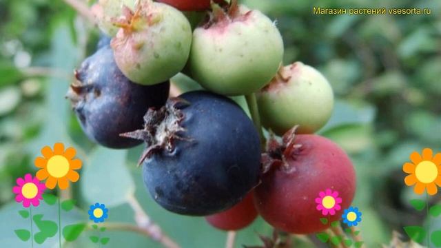 Ирга ольхолистная Ханивуд. Краткий обзор, описание характеристик amelanchier alnifolia Honeywood смотреть онлайн
