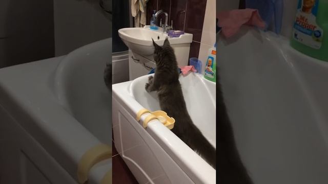 Мейн-кун 4 месяца смотреть онлайн