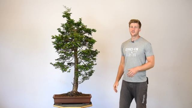 Hinoki Cypress Bonsai | Bonsai-U