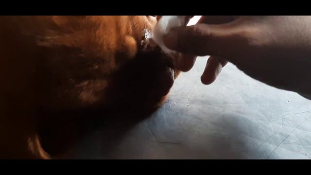 Pitbull Bites My Tiger | PITBULL VS TIGER | DOG FIGHT | 😪 PITBULL MASTIFF FIGHT😞 смотреть онлайн