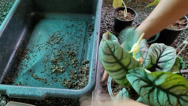 อโลคาเซีย ซิลเวอร์ดราก้อน Alocasia Silver Dragon รื้อกระถาง เก็บไข่ ขยายพันธุ์ смотреть онлайн