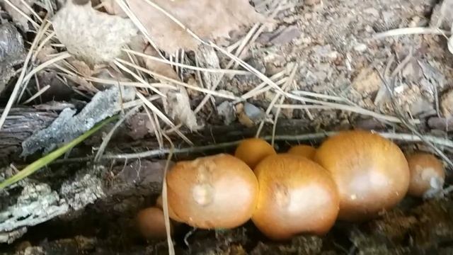 Грибы в сентябре. Мерефянский лес. Разные грибы. Белый гриб. Галерина окаймленная. Зонтики пестрые смотреть онлайн