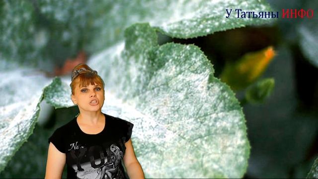 ЙОД и ЗЕЛЕНКА для сада и огорода! Йод и зеленка - антисептик и подкормка /удобрение/