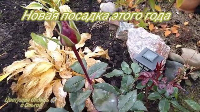 Самые морозостойкие цветы в осеннем саду смотреть онлайн