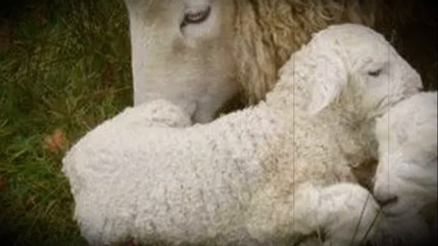 Болезни ягнят симптомы и лечение