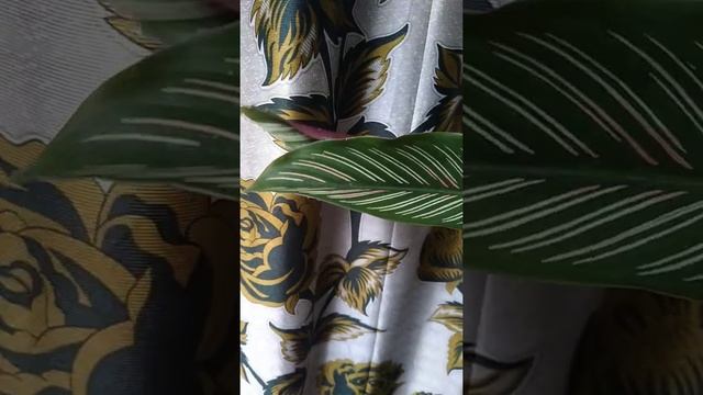 Calathea Ornata Plant (Maranta) #shorts #youtube #gardening #garden #indoorplant смотреть онлайн
