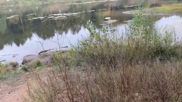 Семейные Влоги!! Гуляем в лесу в поисках грибов,ширились за утками. смотреть онлайн