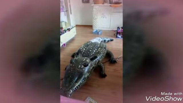 Title мой любимый надувной крокодил Жора смотреть онлайн