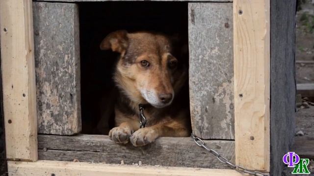 Пёс Мотька лежал у сгоревшего дома и, жалобно поскуливая, терпеливо ждал хозяина, но… смотреть онлайн