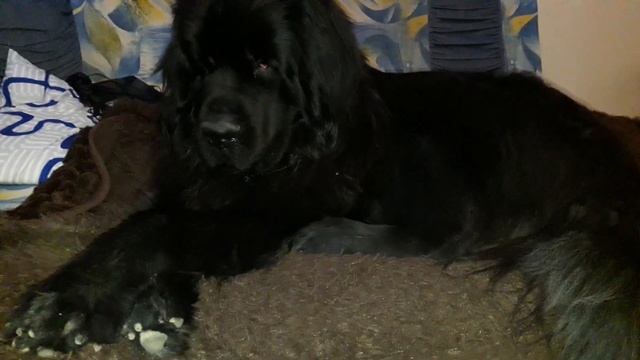 Ньюфаундленд (Newfoundland), Провинившиеся собаки. Водолаз, спасатель, Позитив, юмор. Ржу не могу.