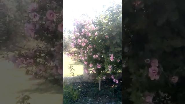 Тамань.Турецкий фонтан. смотреть онлайн