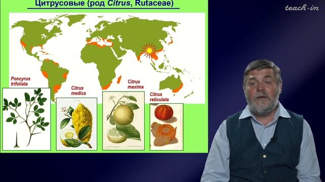 Чуб В.В. - Молекулы в пищевых цепях: от растений до человека - 12. Растения - источники витамина С смотреть онлайн