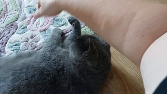 Партик играет и кусается / Красивый шотландский котик Партос смотреть онлайн