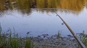 Ловим Гальяна. Лес, озеро, рыбалка, отдых!