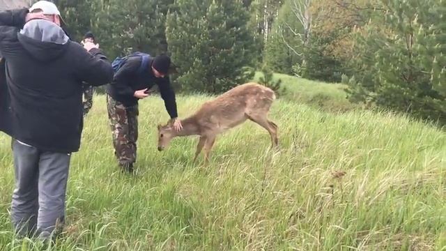 Самка оленя пришла в деревню с олененком! смотреть онлайн