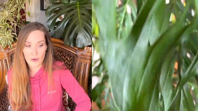 Secrets to Grow Massive Monstera Adansonii | Grow Giant Swiss Cheese Plant | Plant Care Guide & Tip смотреть онлайн