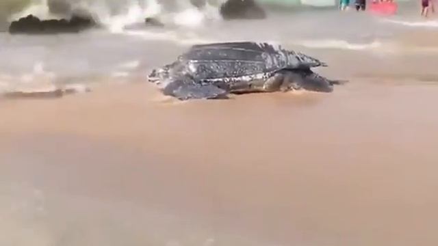 ГИГАНТСКАЯ ЧЕРЕПАХА!(2018) ЖИВОТНЫЕ смотреть онлайн