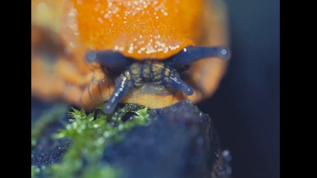 Макро . Снято на Олимпус OM-D EM5 II 60mm f2.8 makro. смотреть онлайн