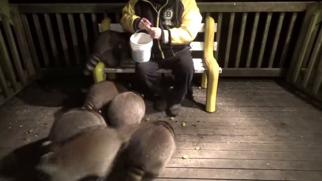 Friday Night Raccoon Mob Scene смотреть онлайн