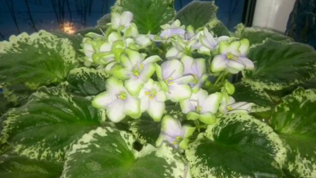 КРАСИВЫЕ ФИАЛКИ В МОЕЙ КОЛЛЕКЦИИ. смотреть онлайн