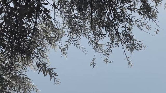 Новость 263 смотреть онлайн