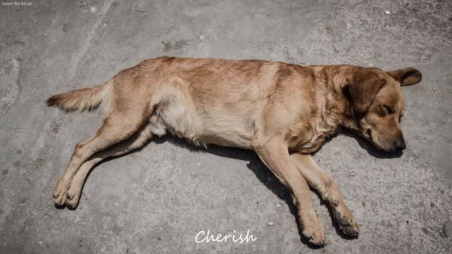강아지 수면음악 20시간｜강아지가 좋아하는 음악, 심신안정음악 - 강아지 스트레스해소 음악 смотреть онлайн