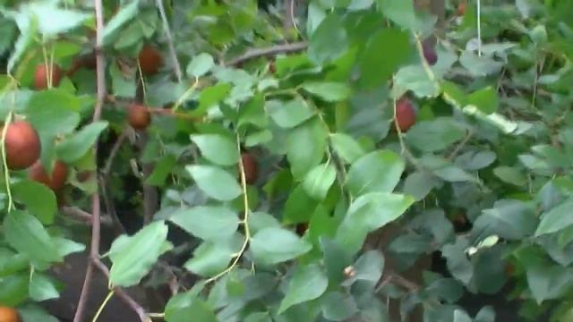 Зизифус, какой сорт лучше. смотреть онлайн