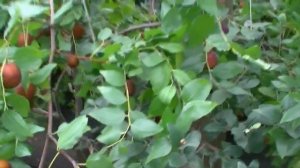 Зизифус, какой сорт лучше.