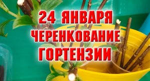 24 января. Гортензия Ванилла Фрайз. Подготовка и черенкование почкой