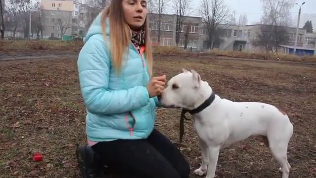 как думает собака и как ее понять? если любишь собаку смотри смотреть онлайн