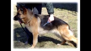 Немецкая овчарка Описание породы