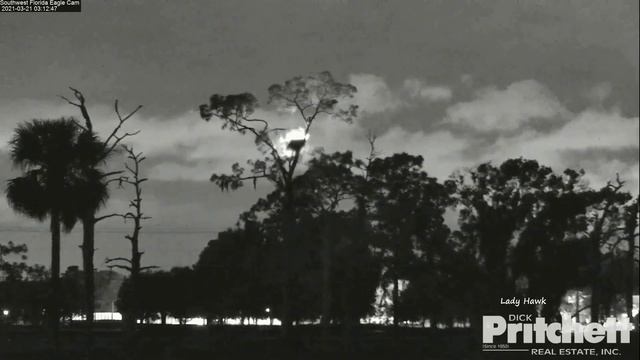 SWFL Eagles ~ Owl STRIKES Harriet Knocking Her Off Veranda & Nest! 3.21.21 смотреть онлайн