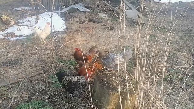 #YELLOW #PRESS #VILLAGE #Купить #продать #курнесушки #Выбираем бойцовского петуха смотреть онлайн